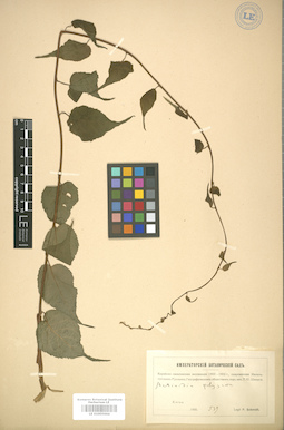 LE 01005964