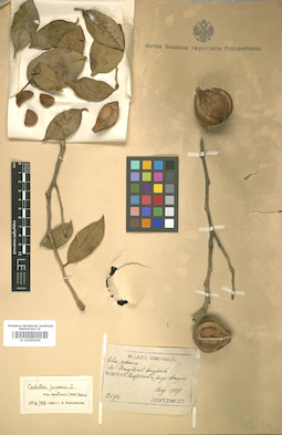 LE 01005966