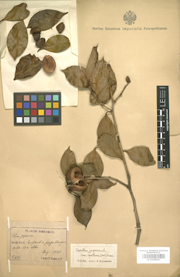 LE 01005967
