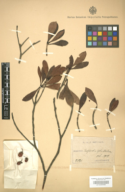 LE 01005969