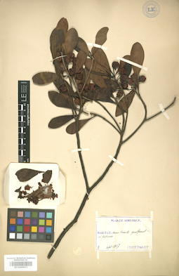 LE 01005971
