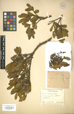 LE 01005974