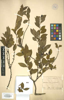 LE 01005976