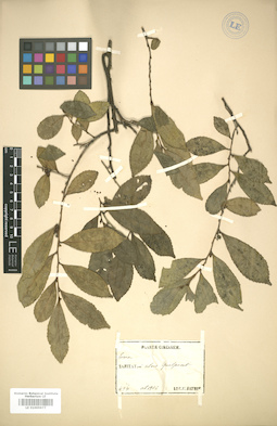 LE 01005977