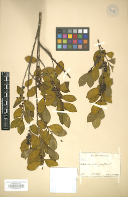 LE 01005978