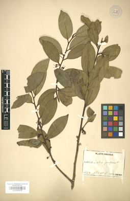 LE 01005979