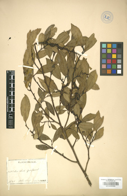 LE 01005980
