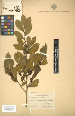 LE 01005981