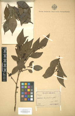 LE 01005982