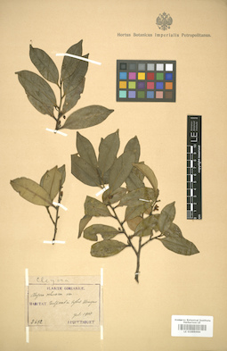 LE 01005984
