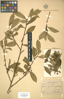 LE 01005985