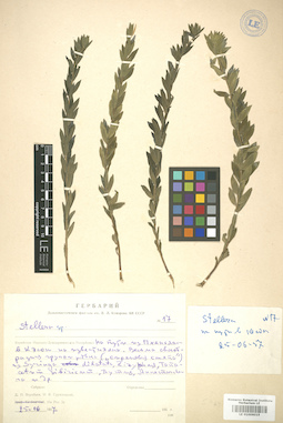 LE 01006015
