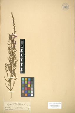 LE 01006061