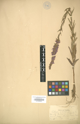 LE 01006062