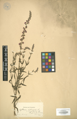 LE 01006064