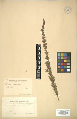 LE 01006065