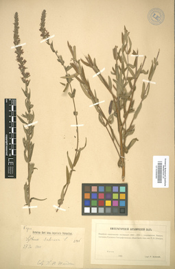 LE 01006066