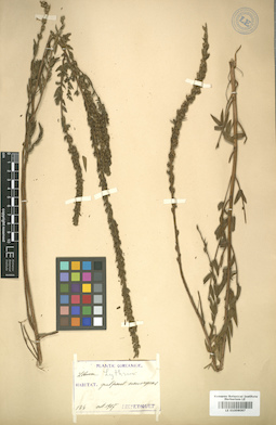 LE 01006067
