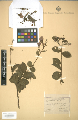 LE 01006070