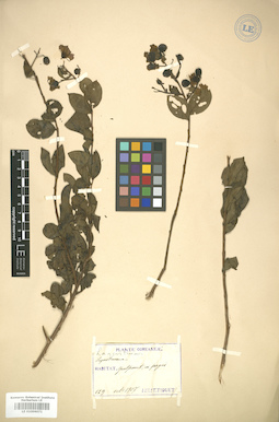 LE 01006071