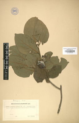 LE 01007104