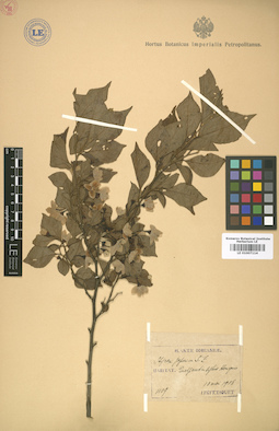 LE 01007114