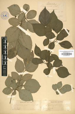 LE 01007115
