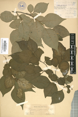 LE 01007126