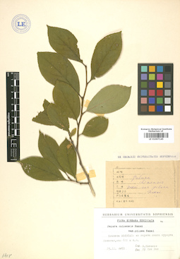 LE 01007145