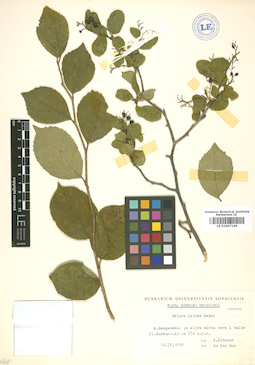 LE 01007146