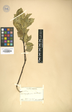 LE 01007152