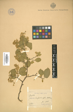 LE 01007153