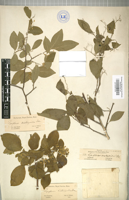 LE 01007156