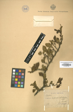 LE 01007158