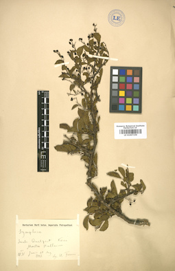 LE 01007159