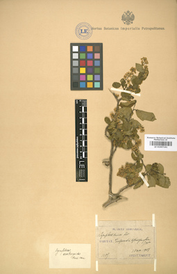 LE 01007161