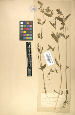 LE 01007175