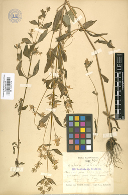 LE 01007176