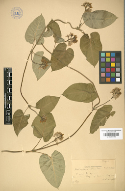 LE 01007191
