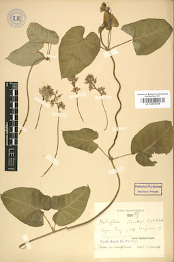 LE 01007196