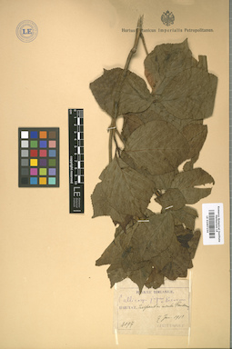 LE 01007234