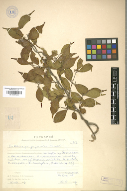 LE 01007235