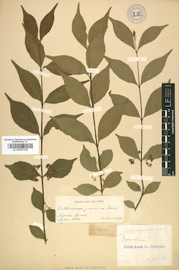 LE 01007239