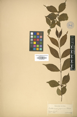 LE 01007241