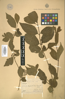 LE 01007242