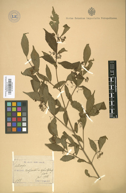 LE 01007243