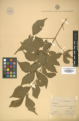 LE 01007244
