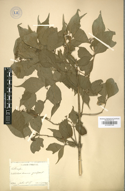 LE 01007245
