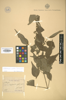 LE 01007246