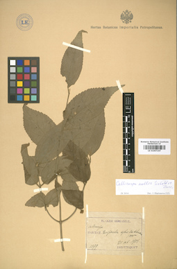 LE 01007247